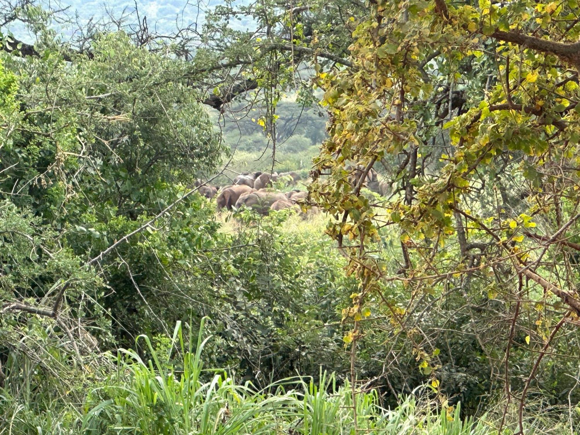 Mkomazi Hotels And Camps Hegoma Exterior photo